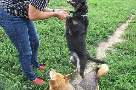 Drops fajny bardzo  grzeczny pies,  śląskie Bielsk