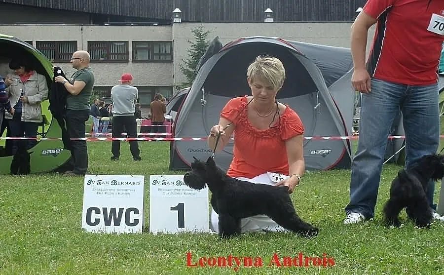 Szczenięta Sznaucer Miniaturowy Czarny ZKwP
