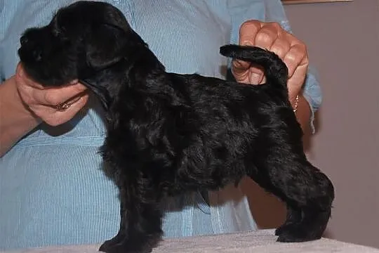 Szczenięta Sznaucer Miniaturowy Czarny ZKwP