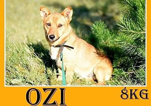 9kg,krótkie łapki,łagodny,wesoły piesek OZI.Adopcj