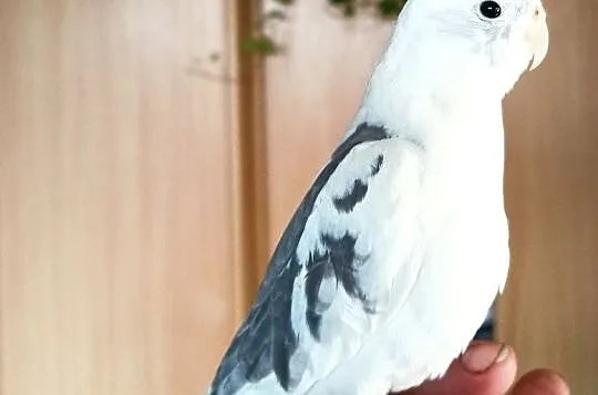 Papuga nimfa oswojona białogłowa, Czubrowice
