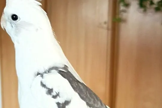 Papuga nimfa oswojona białogłowa, Czubrowice