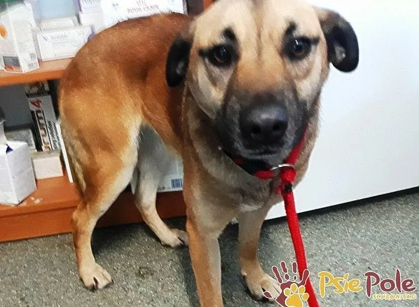 DRÓBKA-Pogodna spokojniutka śliczna sunia szuka domu, adopcja, Małopolskie, Kraków