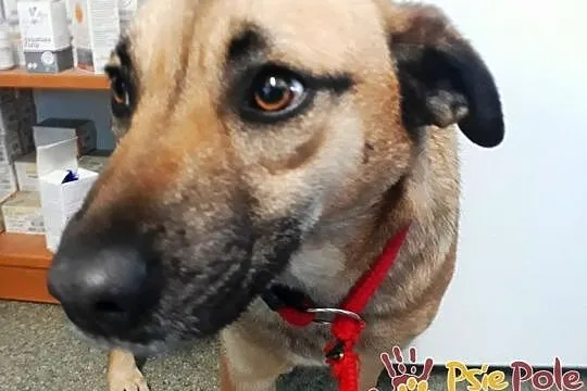 DRÓBKA-Pogodna spokojniutka śliczna sunia szuka domu, adopcja, Małopolskie, Kraków