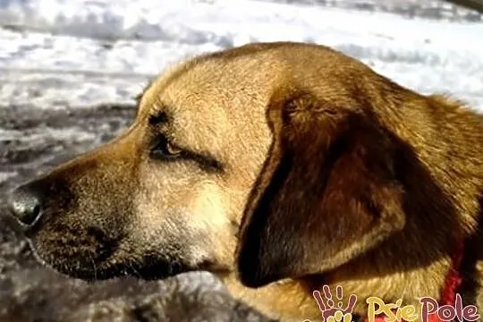 DRÓBKA-Pogodna spokojniutka śliczna sunia szuka domu, adopcja, Małopolskie, Kraków