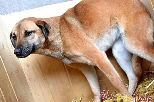 DRÓBKA-Pogodna spokojniutka śliczna sunia szuka domu, adopcja, Małopolskie, Kraków