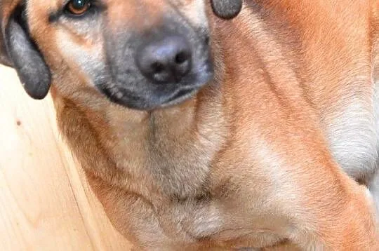 DRÓBKA-Pogodna spokojniutka śliczna sunia szuka domu, adopcja, Małopolskie, Kraków