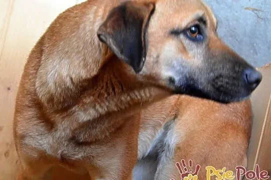 DRÓBKA-Pogodna spokojniutka śliczna sunia szuka domu, adopcja, Małopolskie, Kraków