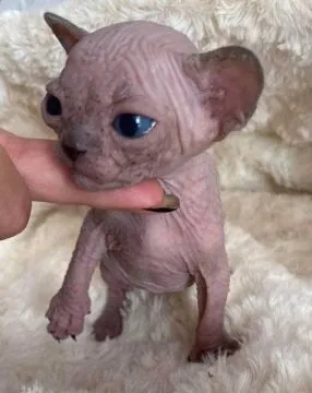 Przepiękn Kocięta rasy sfinks dostępne do adopcji kochających domów na zawsze, , Wrocław