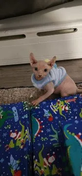 Przepiękn Kocięta rasy sfinks dostępne do adopcji kochających domów na zawsze, , Wrocław