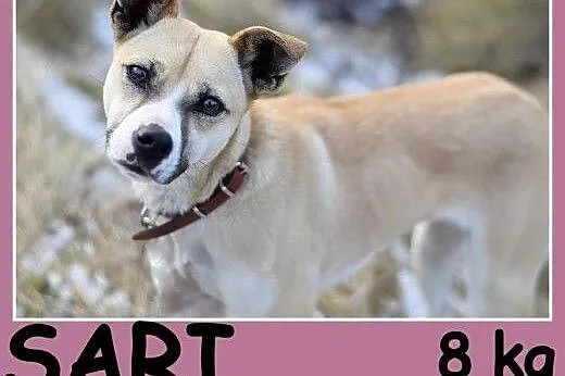 Mała,smukła 8 kg,łagodna,przytulaśna,rezolutna sunia SARI.Adopcja,  małopolskie Kraków