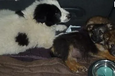 Śliczny, kudłaty szczeniak Mika do adopcji,  kujaw