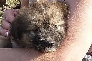 Śliczny, kudłaty szczeniak Mika do adopcji,  kujaw