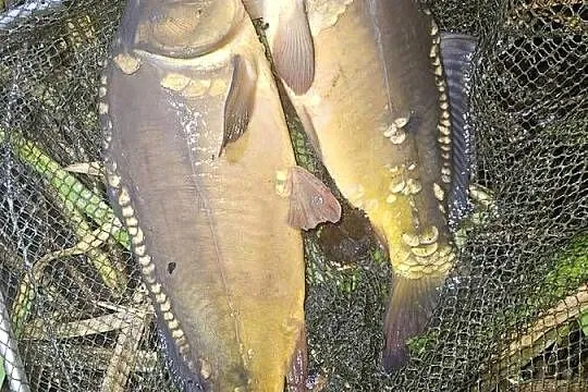 Karp z własnego stawu