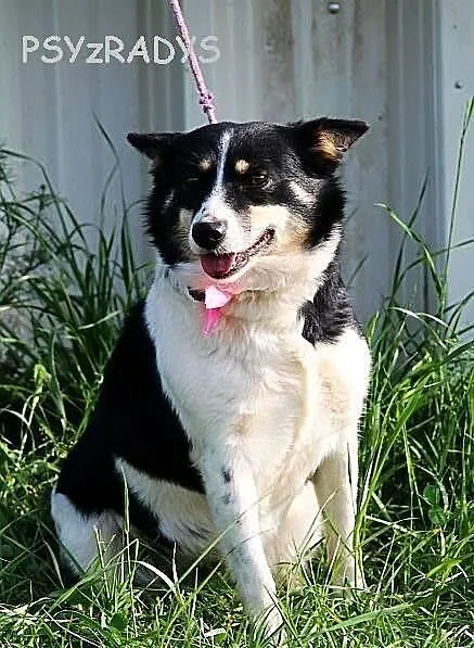 Betty do adopcji