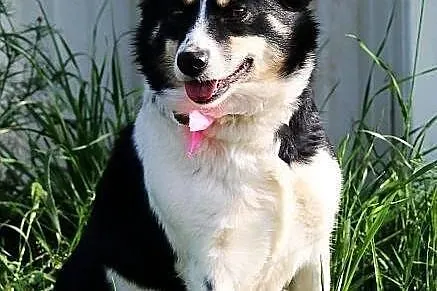 Betty do adopcji