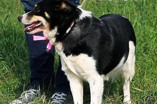 Betty do adopcji