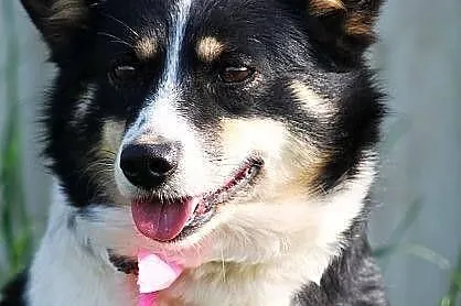 Betty do adopcji
