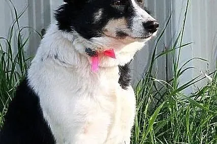 Betty do adopcji