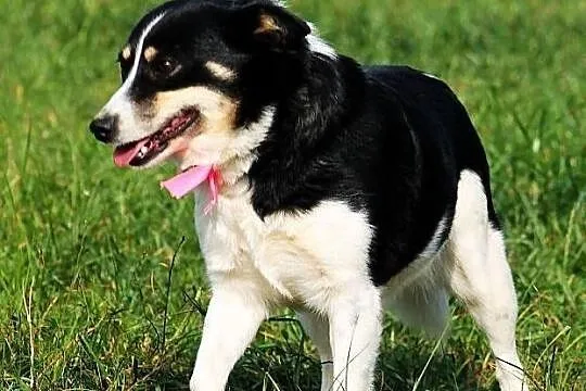 Betty do adopcji