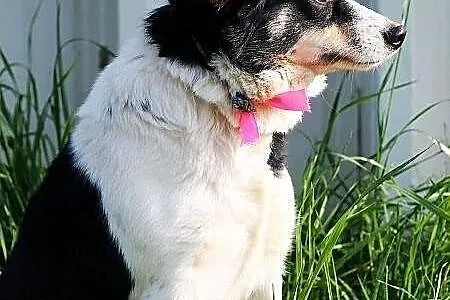 Betty do adopcji