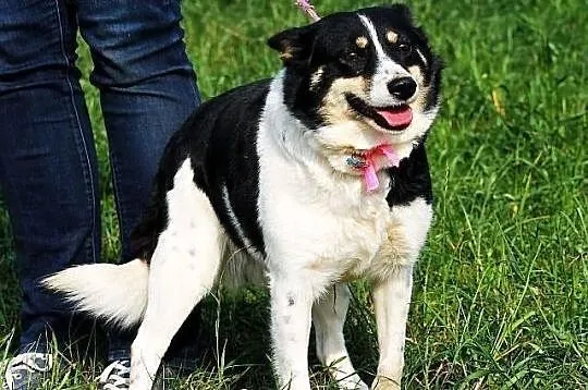 Betty do adopcji