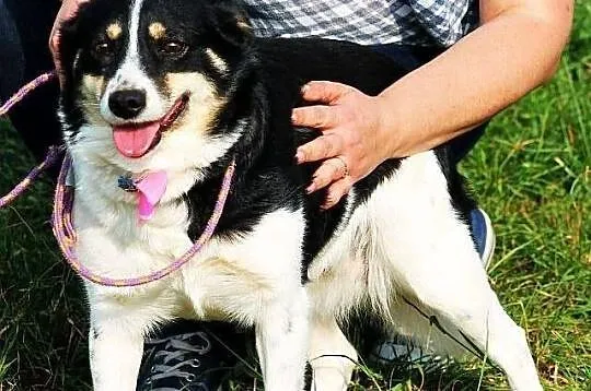 Betty do adopcji