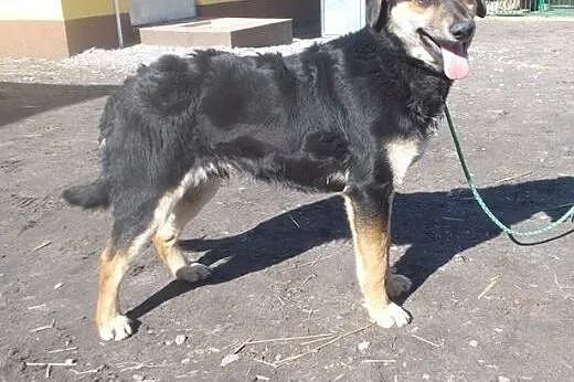 Spokojny i cierpliwy Gandi szuka kochającego domku