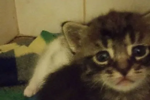 Śliczne kocury do oddania w dobre ręce,  lubelskie
