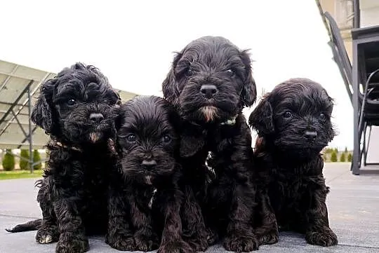 Cockapoo F1 - Spaniel & Pudel