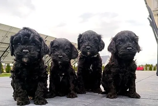 Cockapoo F1 - Spaniel & Pudel, Mazowieckie, Radom