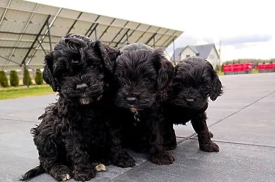 Cockapoo F1 - Spaniel & Pudel, Mazowieckie, Radom