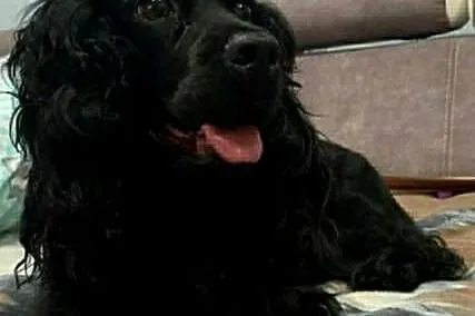 Cockapoo F1 - Spaniel & Pudel, Mazowieckie, Radom