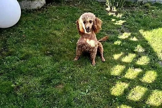 Cockapoo F1 - Spaniel & Pudel, Mazowieckie, Radom
