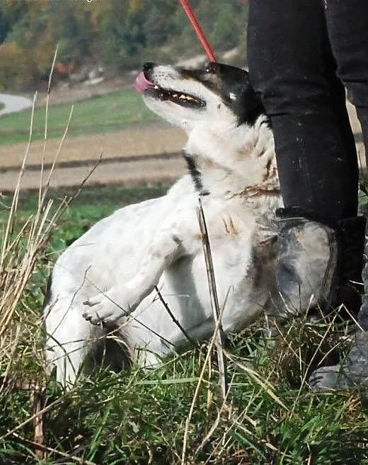 Sympatyczniak GONDZIU - adopcja - fajny, mily, koc