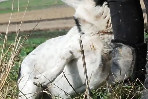 Sympatyczniak GONDZIU - adopcja - fajny, mily, koc