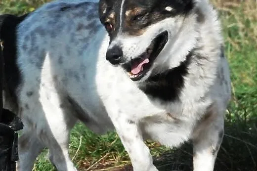 Sympatyczniak GONDZIU - adopcja - fajny, mily, koc