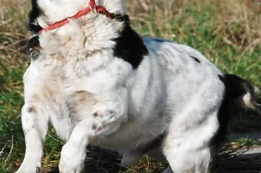 Sympatyczniak GONDZIU - adopcja - fajny, mily, koc