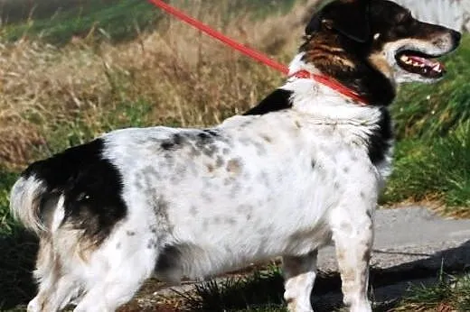 Sympatyczniak GONDZIU - adopcja - fajny, mily, koc