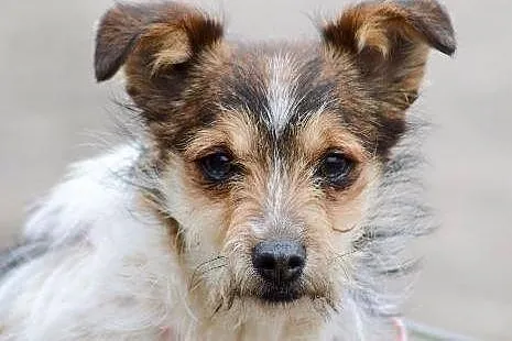 Maleńki SZCZENIAK Treflik, bezkonfliktowy maluszek do adopcji