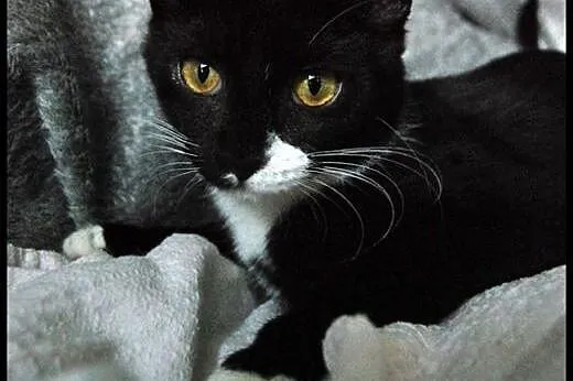 Dwie kociczki do adopcji w pakiecie,  kujawsko-pom