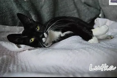 Dwie kociczki do adopcji w pakiecie,  kujawsko-pom