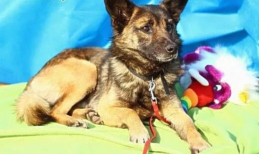 Mały,młody, delikatny Piętek szuka domu.ADOPTUJ !,