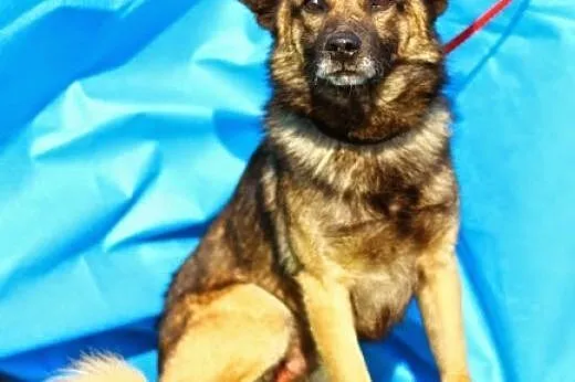 Mały,młody, delikatny Piętek szuka domu.ADOPTUJ !,