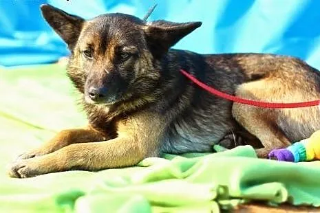 Mały,młody, delikatny Piętek szuka domu.ADOPTUJ !,