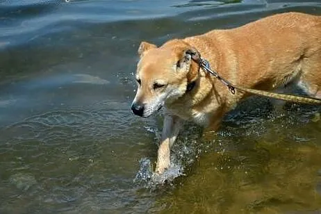 Spokojny grzeczny Nygus czeka na dom,  śląskie Kat