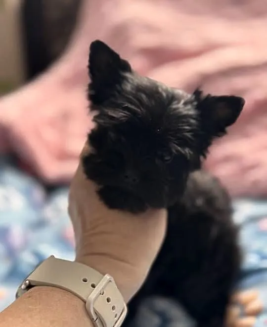 Black Yorkshire terrier suczka, Śląskie, Czeladź