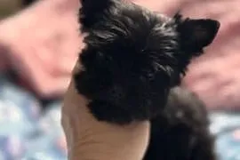Black Yorkshire terrier suczka
