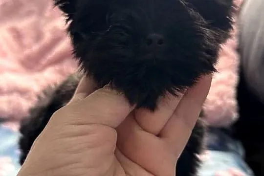Black Yorkshire terrier suczka, Śląskie, Czeladź