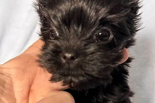 Black Yorkshire terrier suczka, Śląskie, Czeladź